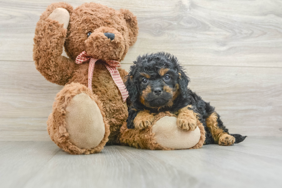 Fluffy Cavapoo Poodle Mix Pup