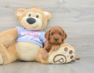 8 week old Cavapoo Puppy For Sale - Windy City Pups