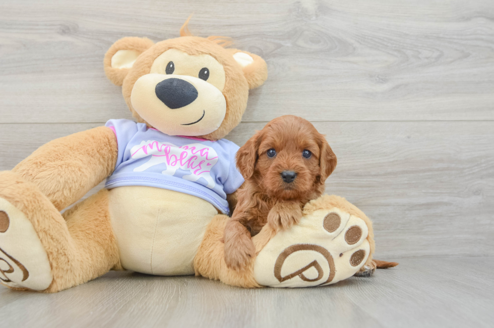 5 week old Cavapoo Puppy For Sale - Windy City Pups