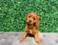 10 week old Cavapoo Puppy For Sale - Windy City Pups