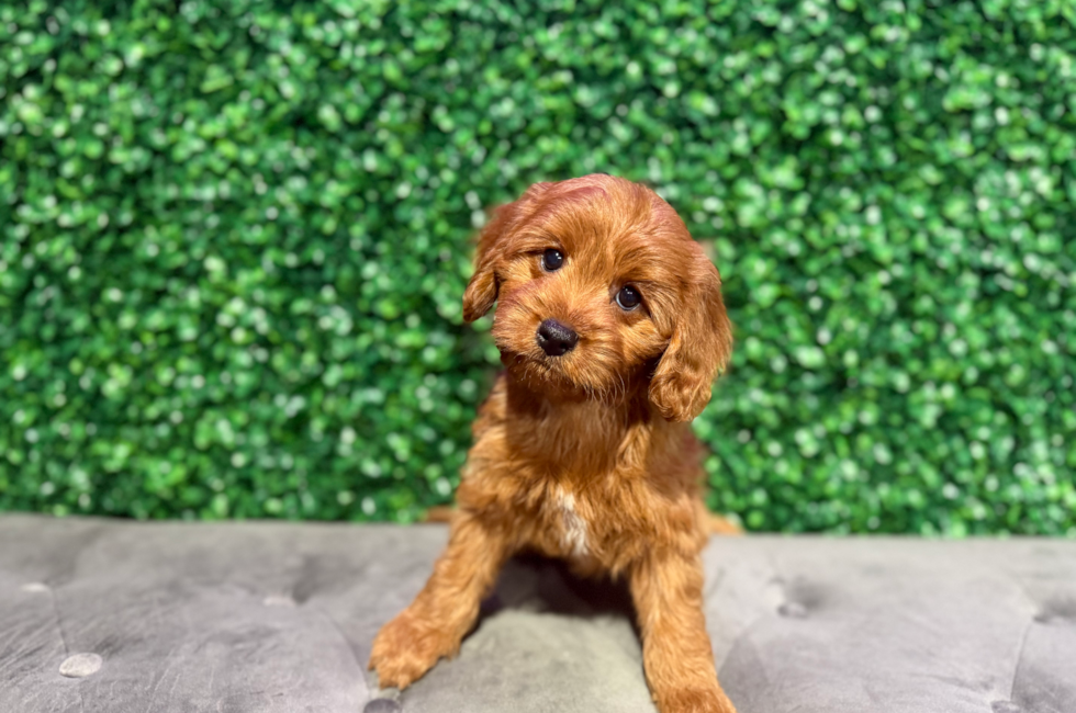 10 week old Cavapoo Puppy For Sale - Windy City Pups