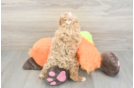 Hypoallergenic Cavadoodle Poodle Mix Puppy