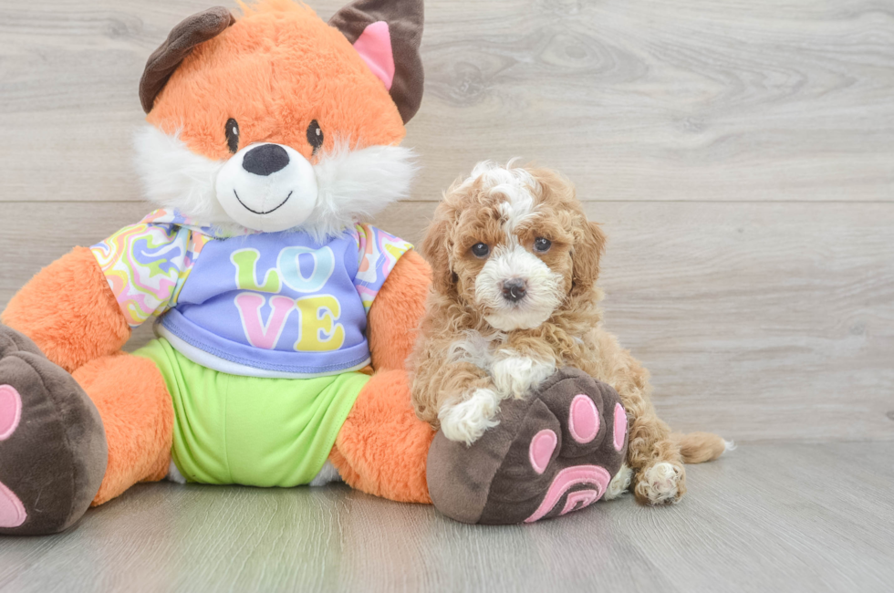 5 week old Cavapoo Puppy For Sale - Windy City Pups