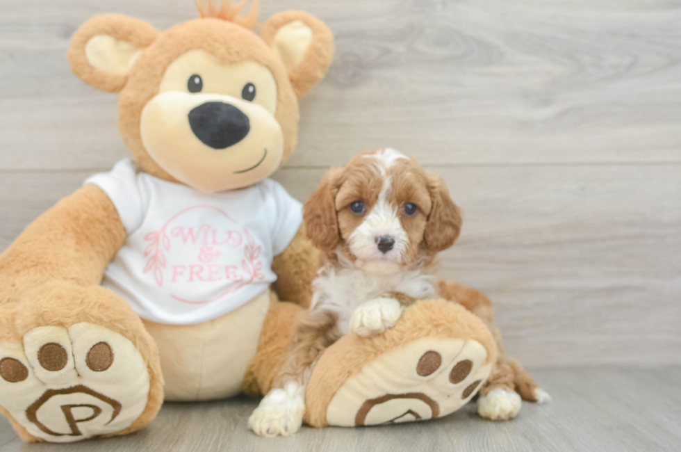 5 week old Cavapoo Puppy For Sale - Windy City Pups