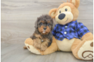 Happy Cavapoo Baby