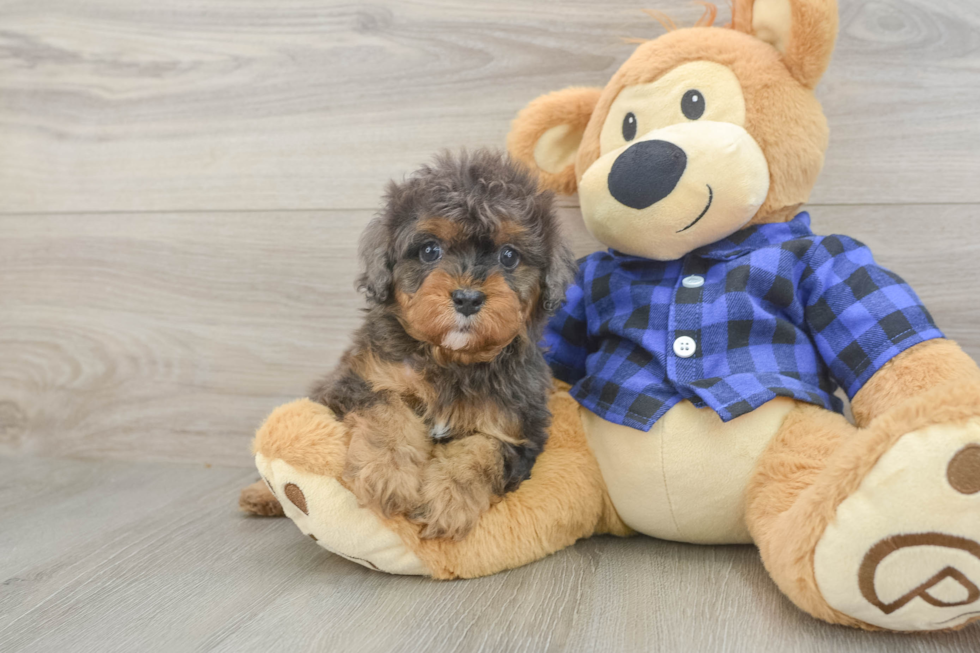 Happy Cavapoo Baby