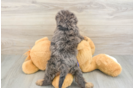 Best Cavapoo Baby