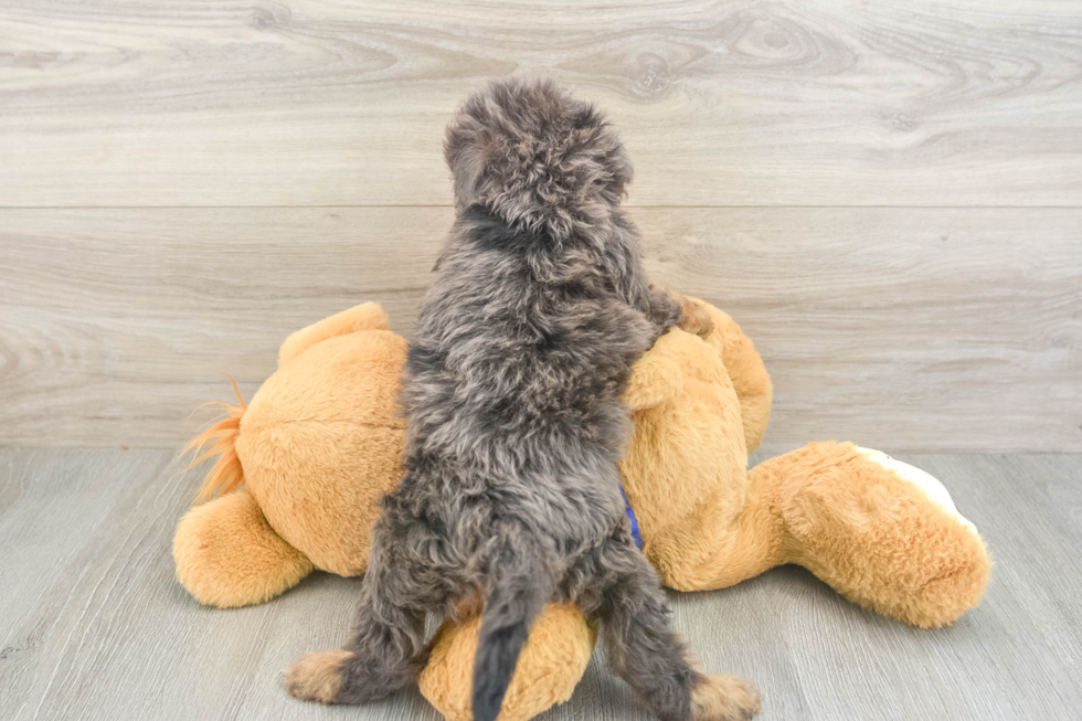 Best Cavapoo Baby