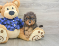 8 week old Cavapoo Puppy For Sale - Windy City Pups