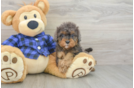 Cavapoo Puppy for Adoption