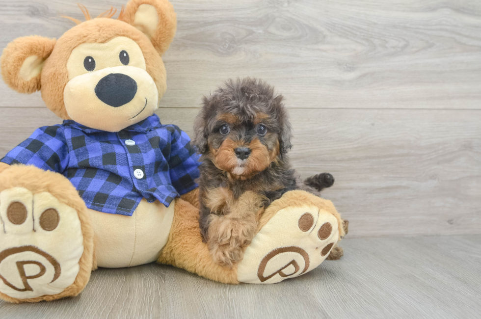 5 week old Cavapoo Puppy For Sale - Windy City Pups