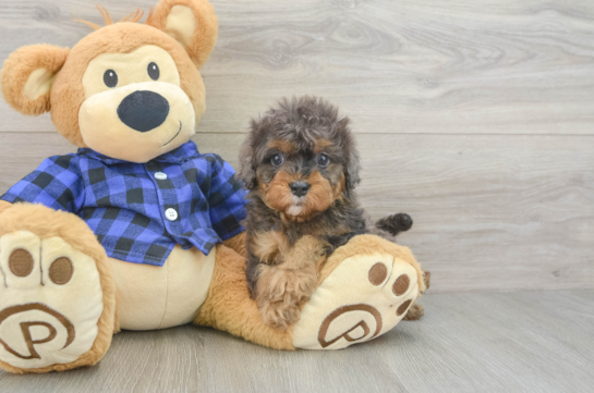 Cavapoo Puppy for Adoption