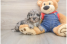 Best Cavapoo Baby