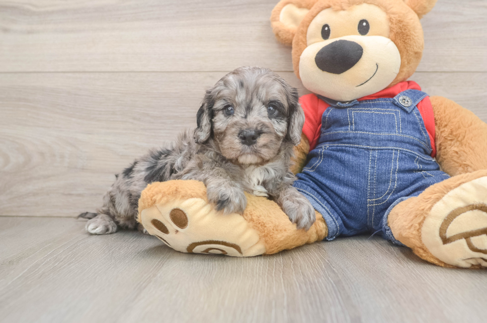 5 week old Cavapoo Puppy For Sale - Windy City Pups