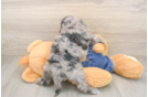Popular Cavapoo Poodle Mix Pup