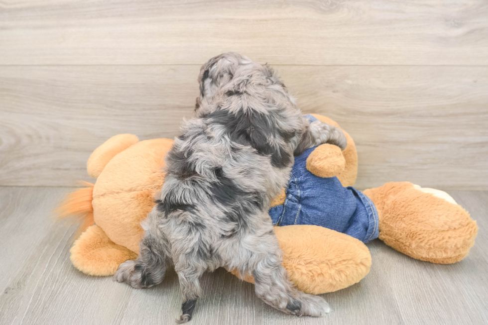 Popular Cavapoo Poodle Mix Pup