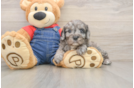 Hypoallergenic Cavadoodle Poodle Mix Puppy