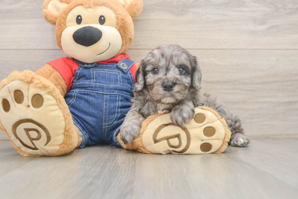 Hypoallergenic Cavadoodle Poodle Mix Puppy