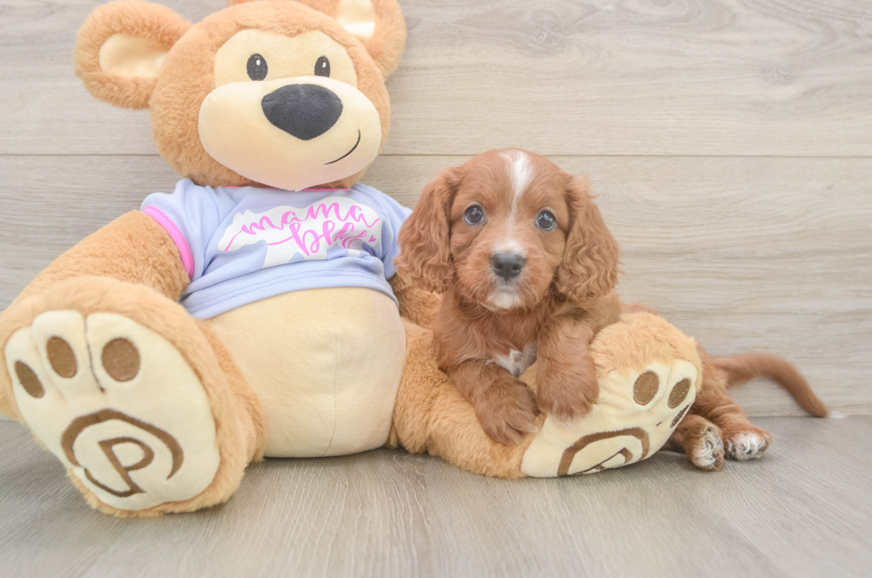 7 week old Cavapoo Puppy For Sale - Windy City Pups