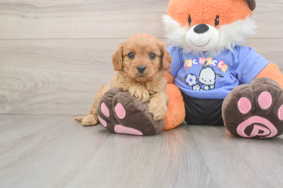 5 week old Cavapoo Puppy For Sale - Windy City Pups