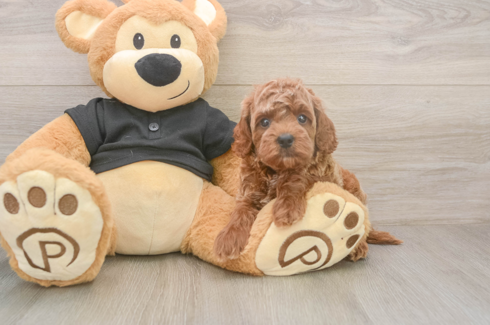 5 week old Cavapoo Puppy For Sale - Windy City Pups