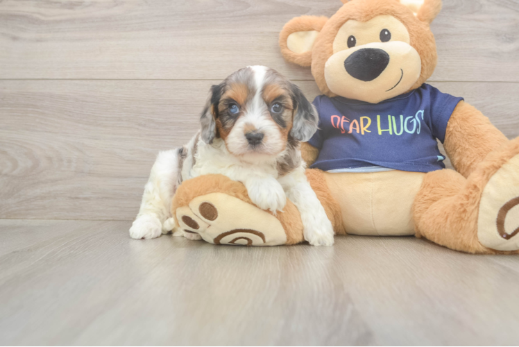 Small Cavapoo Baby