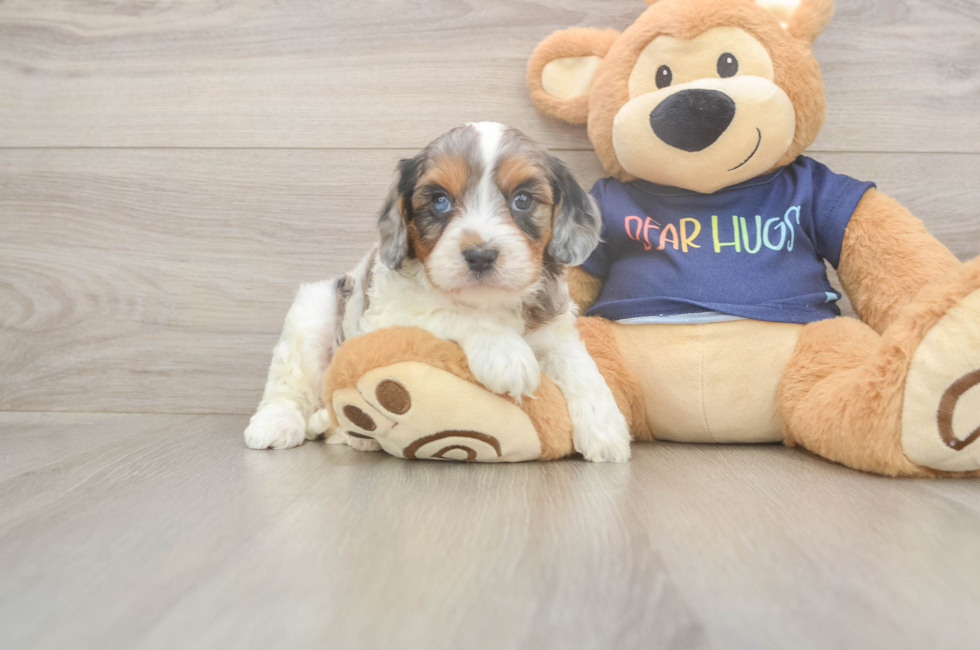 6 week old Cavapoo Puppy For Sale - Windy City Pups