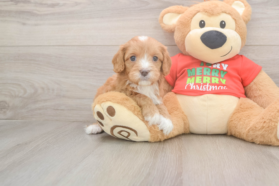 Best Cavapoo Baby