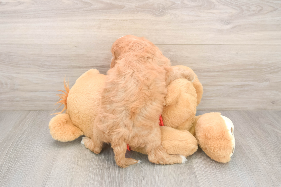 Cavapoo Puppy for Adoption