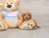 6 week old Cavapoo Puppy For Sale - Windy City Pups