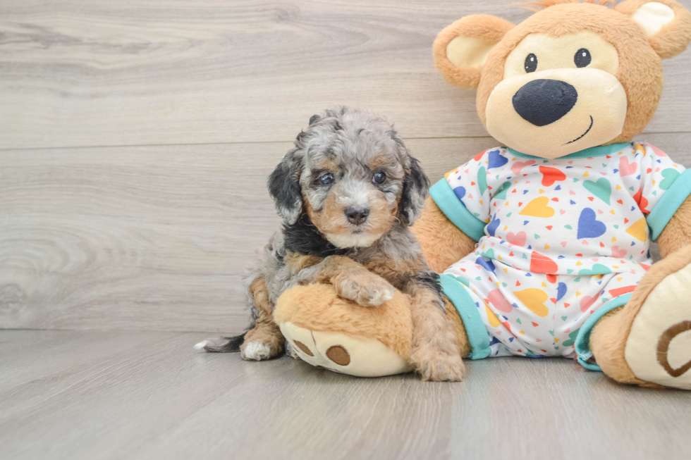 Little Cavipoo Poodle Mix Puppy