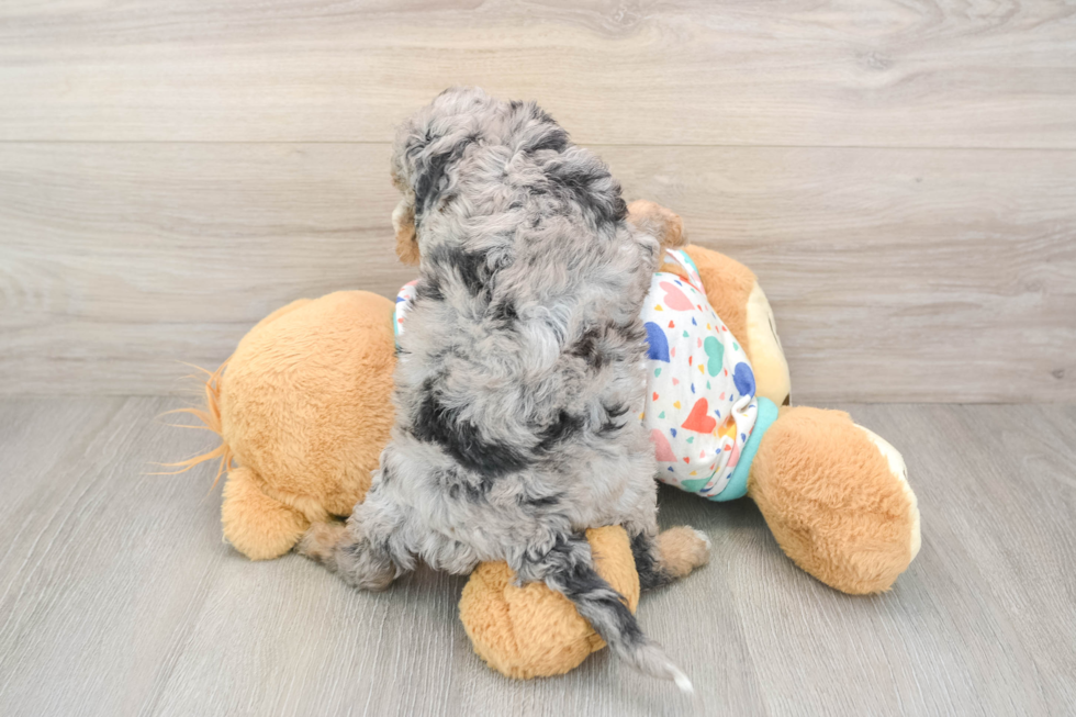 Smart Cavapoo Poodle Mix Pup