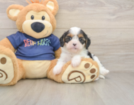 8 week old Cavapoo Puppy For Sale - Windy City Pups