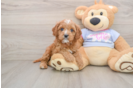 Popular Cavapoo Poodle Mix Pup