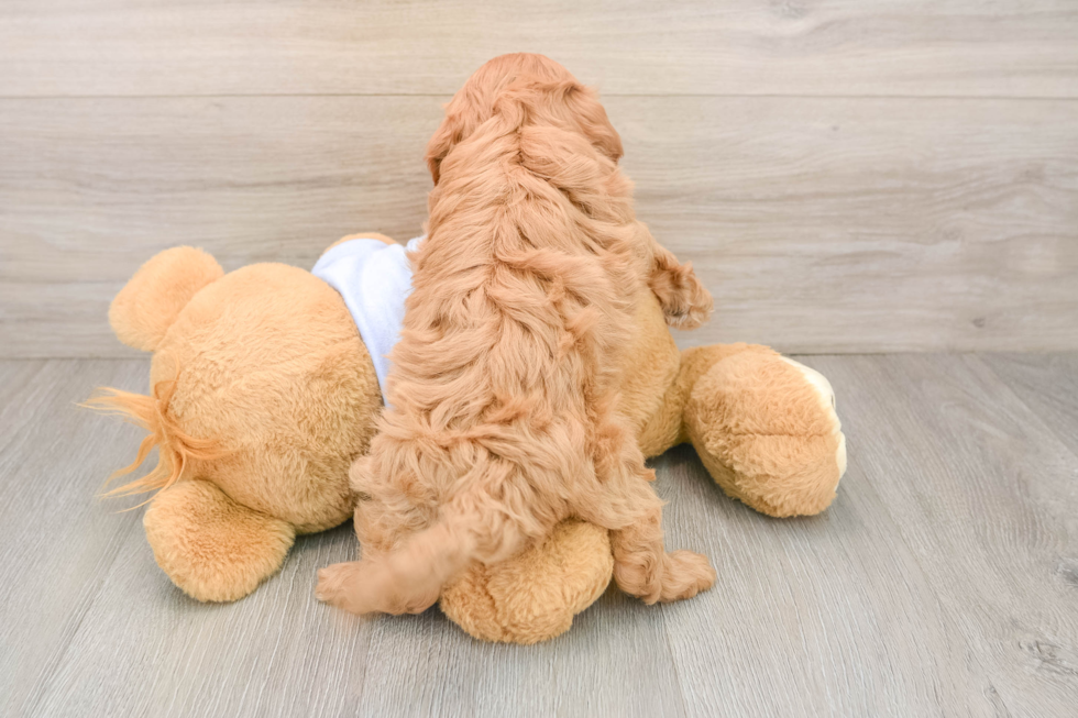 Best Cavapoo Baby