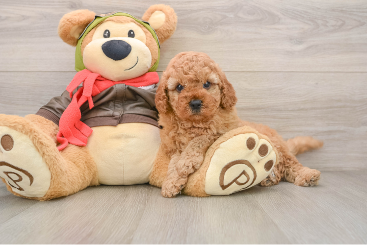 Best Cavapoo Baby