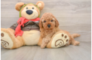 Best Cavapoo Baby