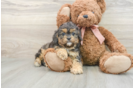 Fluffy Cavapoo Poodle Mix Pup