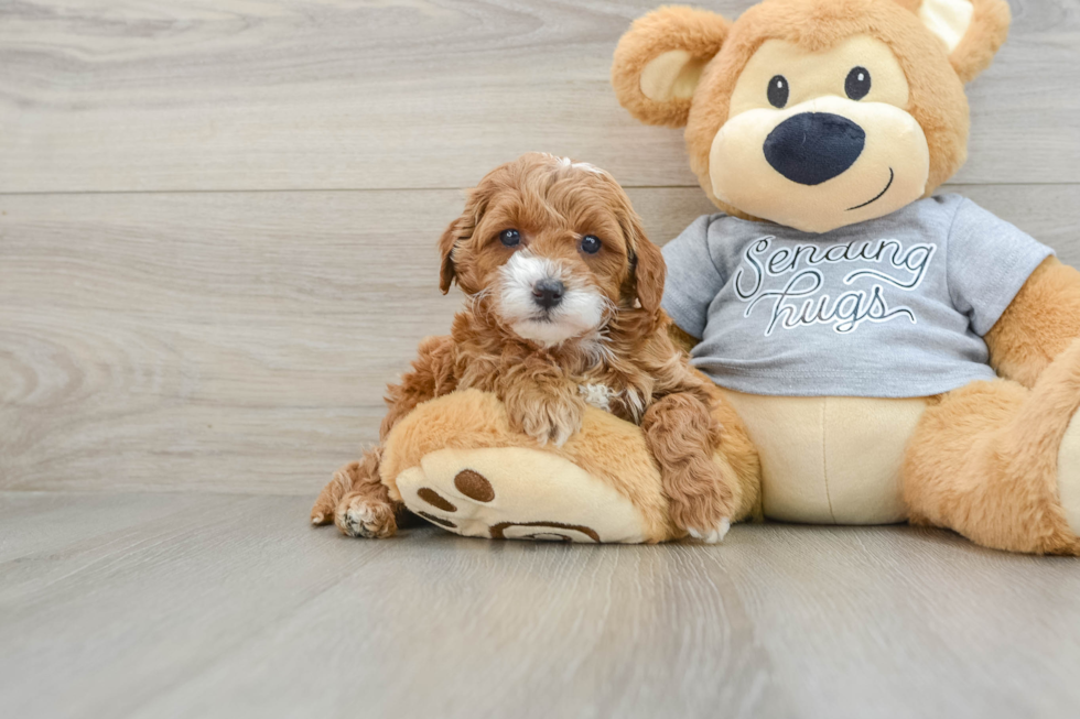 Playful Cavapoodle Poodle Mix Puppy