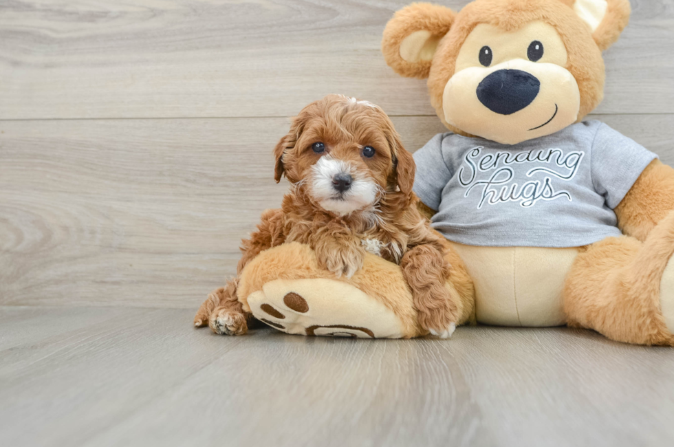 6 week old Cavapoo Puppy For Sale - Windy City Pups