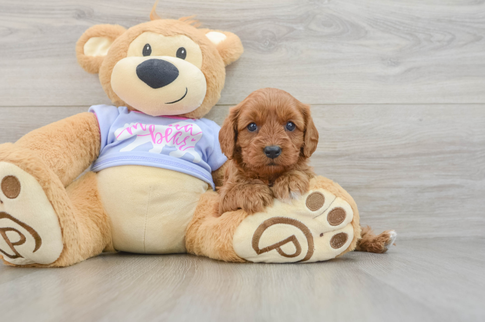 5 week old Cavapoo Puppy For Sale - Windy City Pups
