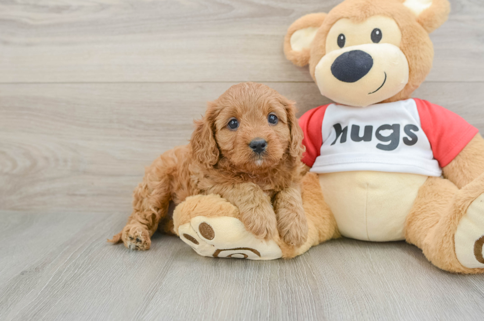6 week old Cavapoo Puppy For Sale - Windy City Pups