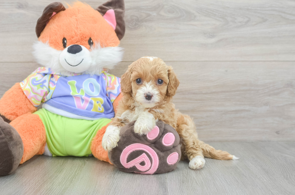 5 week old Cavapoo Puppy For Sale - Windy City Pups