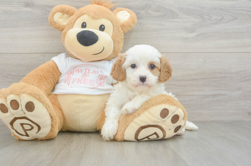 5 week old Cavapoo Puppy For Sale - Windy City Pups