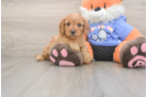 Small Cavapoo Baby