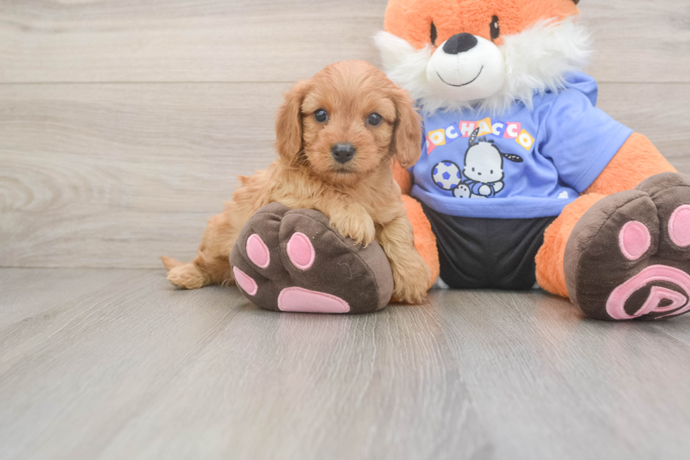 Small Cavapoo Baby