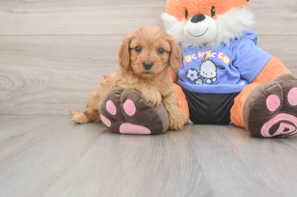 5 week old Cavapoo Puppy For Sale - Windy City Pups