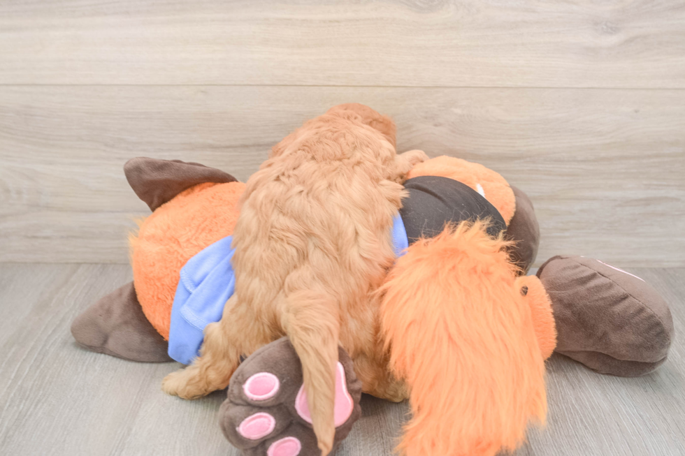 Sweet Cavapoo Baby