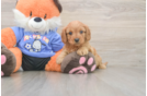 Happy Cavapoo Baby