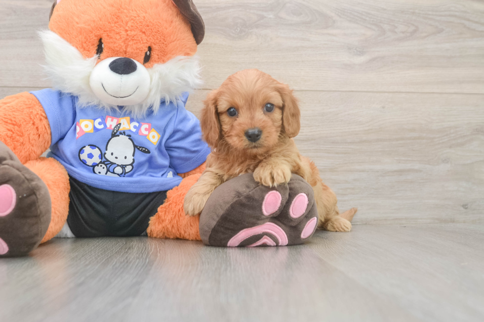Happy Cavapoo Baby